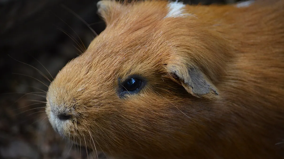 Do Guinea Pigs Use a Litter Box? Potty Training Tips