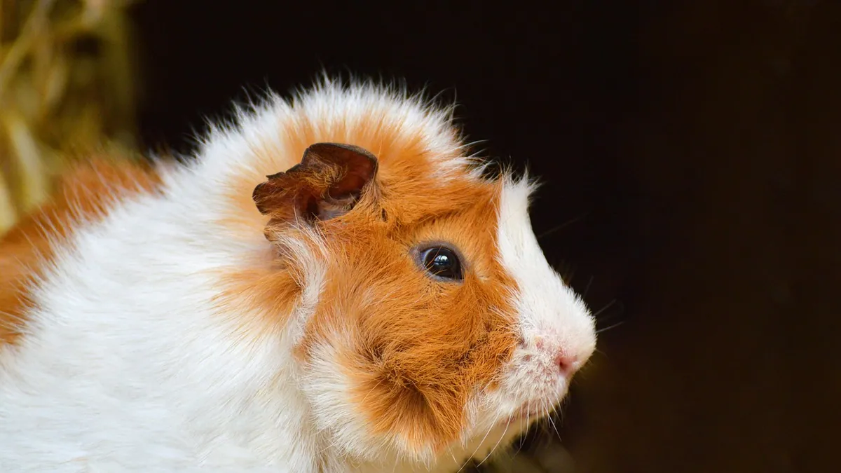 Why Is My Guinea Pig Losing Hair? Causes and Fixes