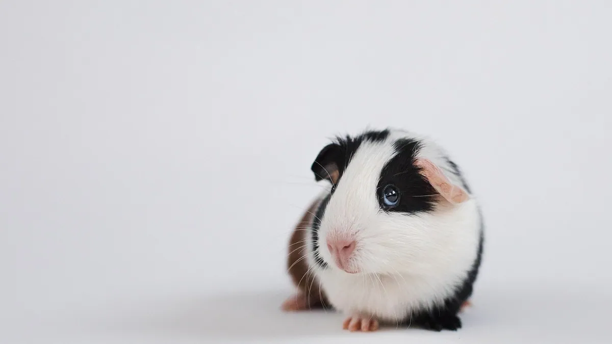 Why Is My Guinea Pig Losing Weight?