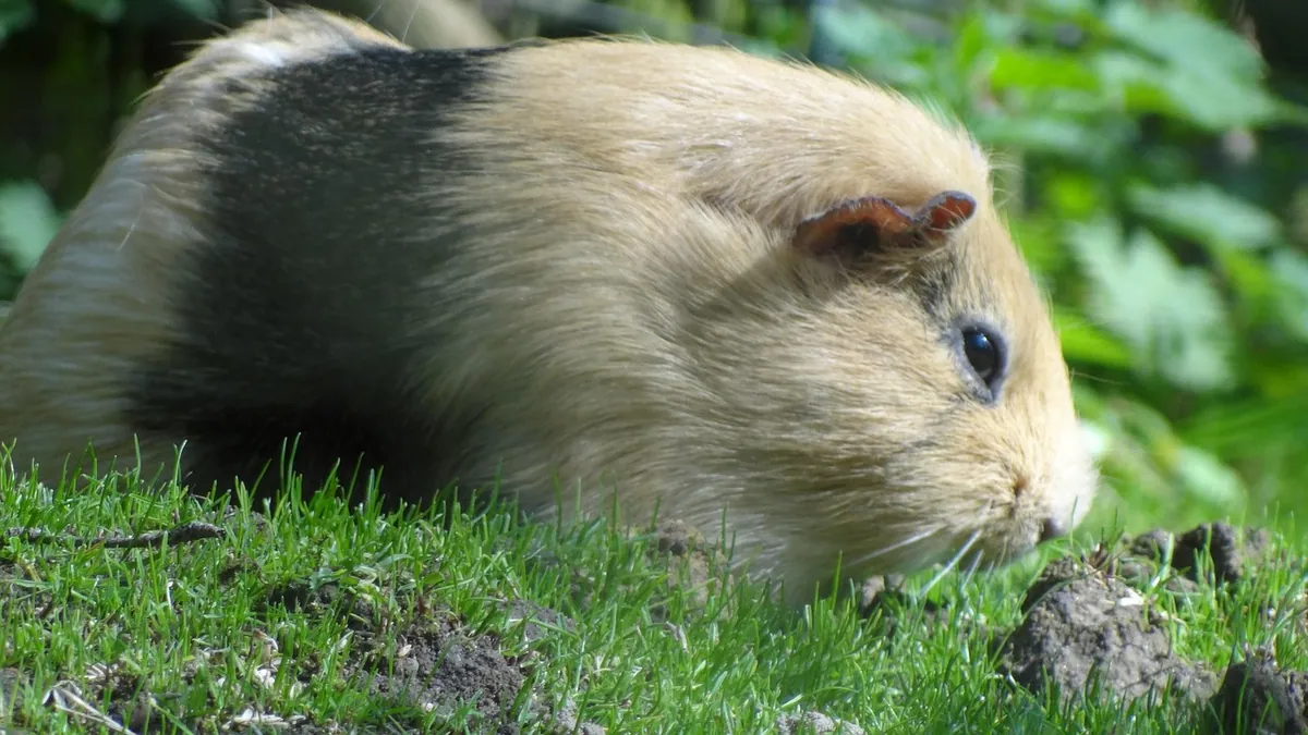Guinea Pig Lying on Its Side and Twitching