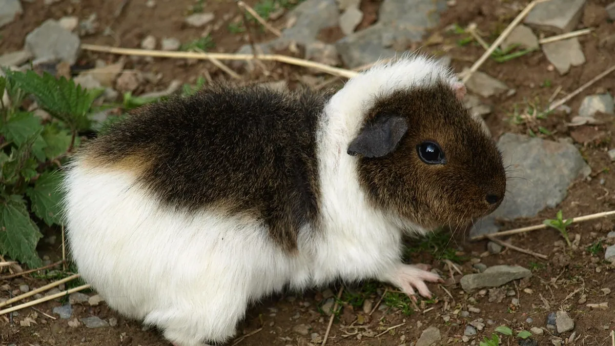 How to Tell If a Guinea Pig Is Male or Female