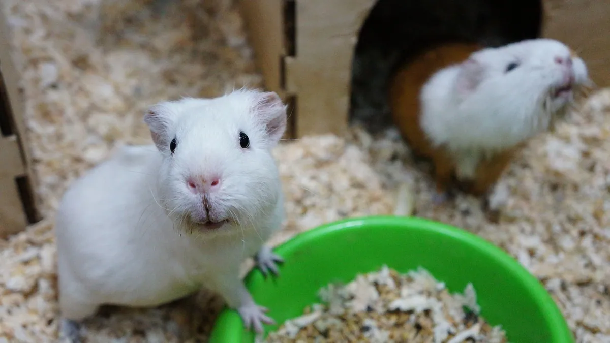 Do Guinea Pigs Have Good Memory? Recognition Explained