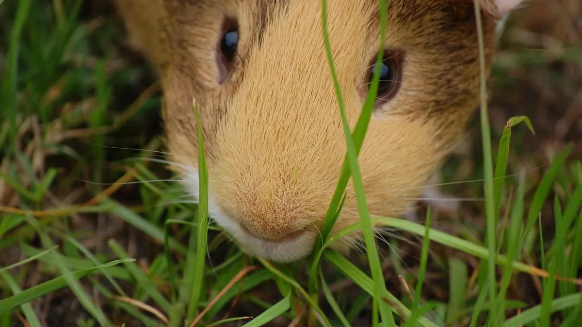 Why Does My Guinea Pig Nibble My Finger?