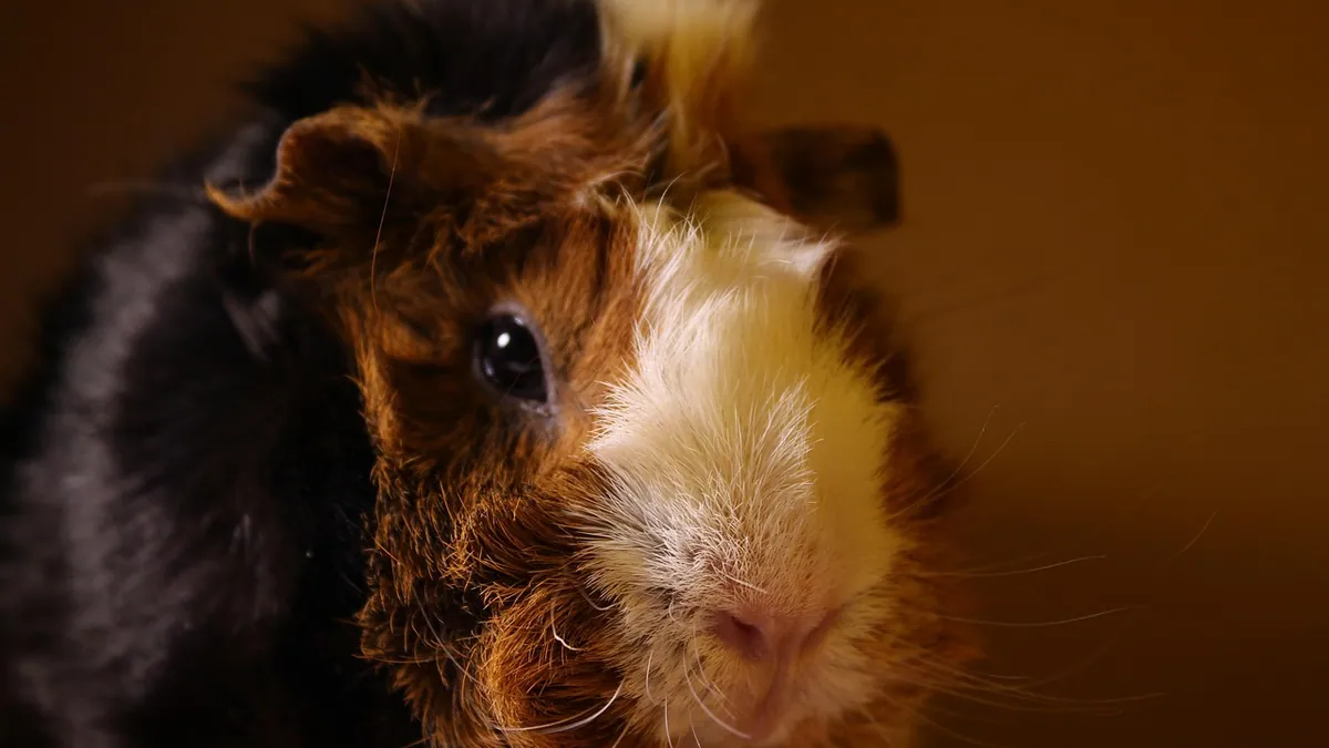 Guinea Pig Vision and Night Vision: What They See