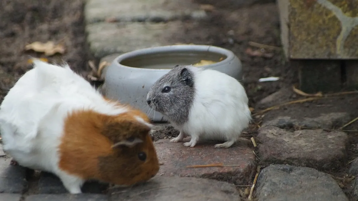 Guinea Pig Not Drinking Water: Causes and When to Worry