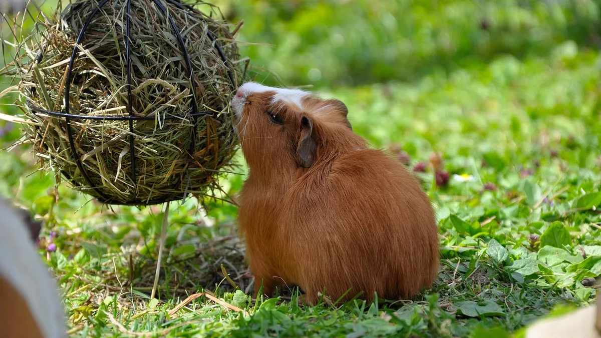 Why Is My Guinea Pig Not Eating Hay? Causes and Fixes