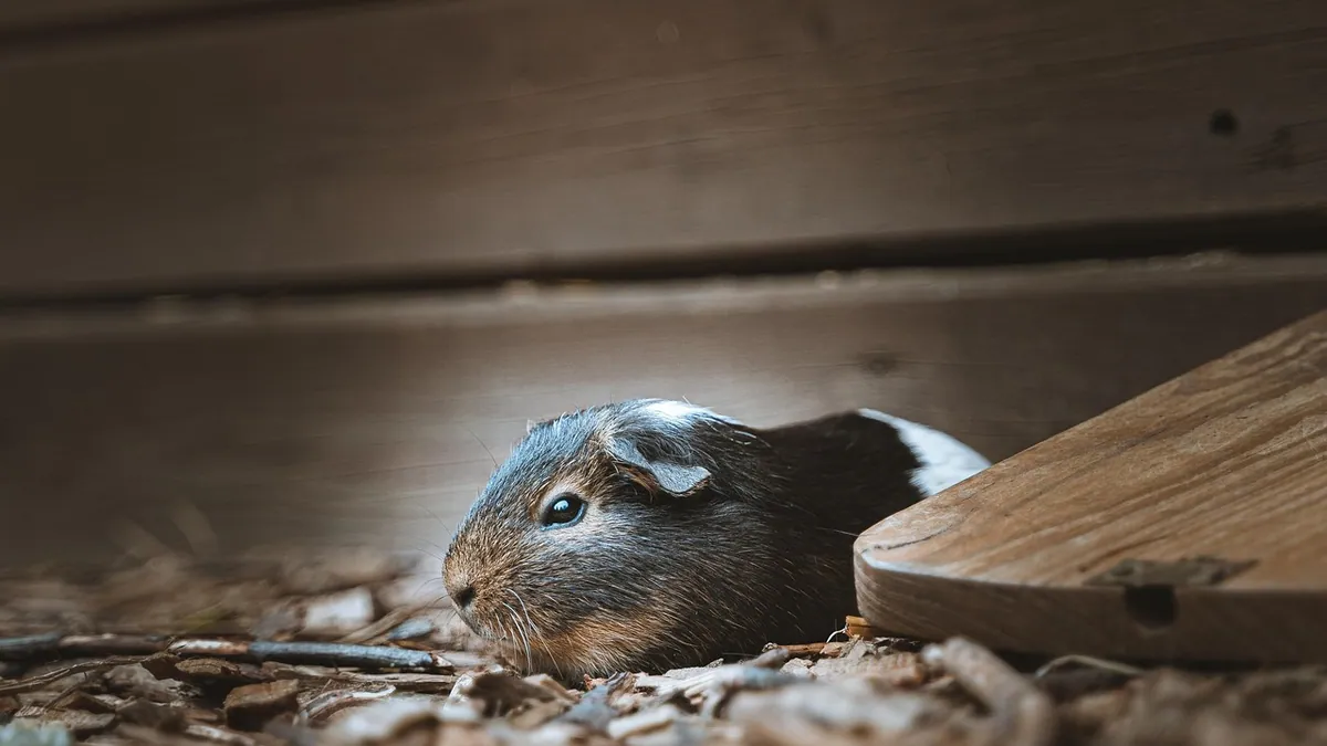 Guinea Pig Not Eating and Hiding: What It Means