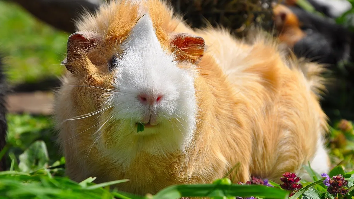 Guinea Pig Not Eating or Drinking: What to Do