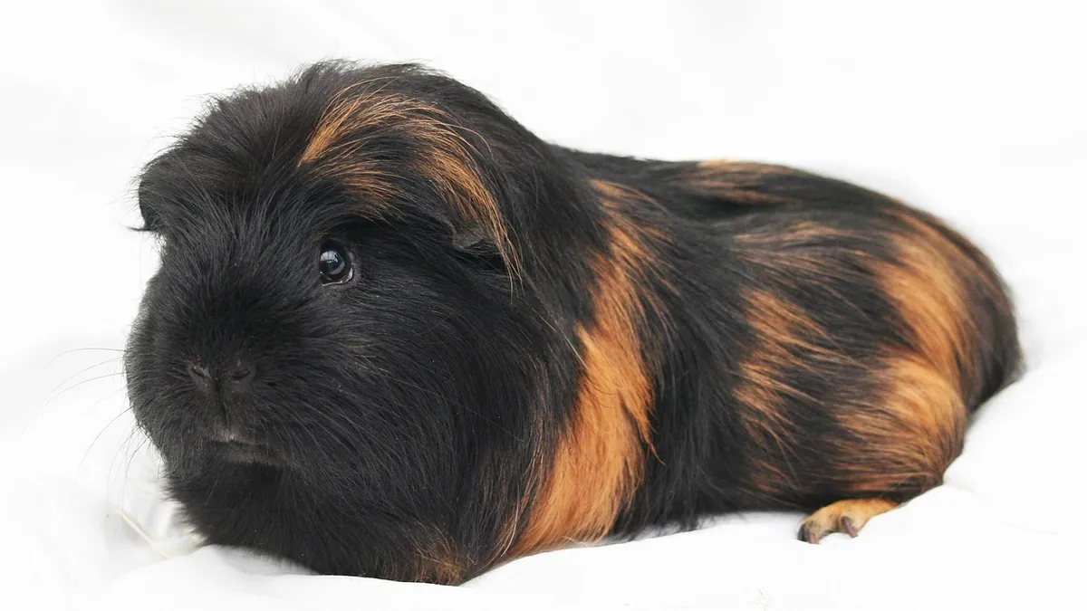 Guinea Pig Not Moving but Breathing: What to Do