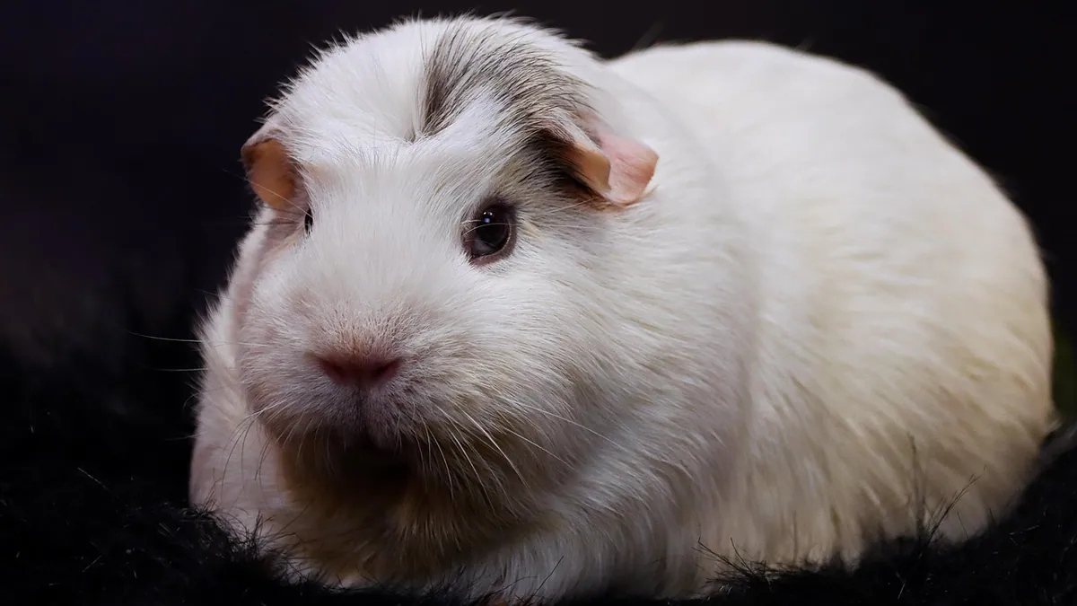 Guinea Pig Not Moving: Causes and Emergency Care