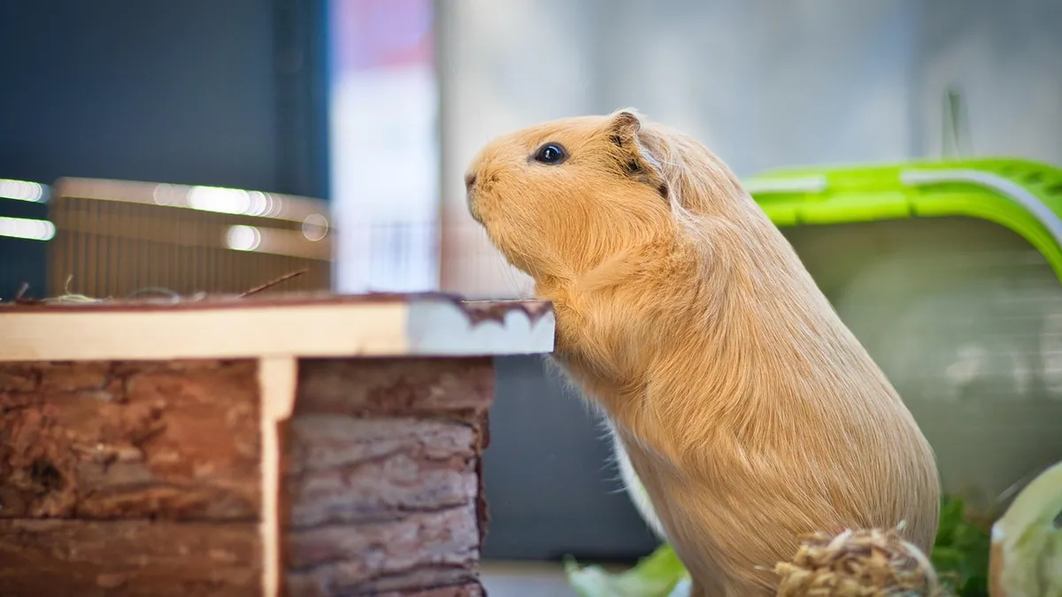 Why Is My Guinea Pig Not Pooping? Causes and What to Do