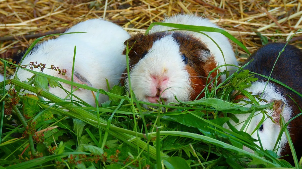 Why Is My Guinea Pig Not Squeaking Anymore?