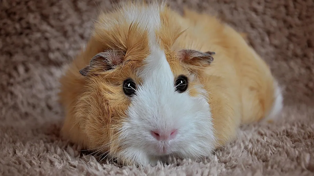 Guinea Pig Not Using Back Legs: Causes and Urgency