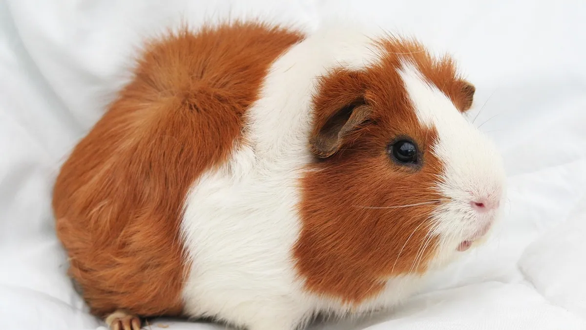 Guinea Pig Not Using One Leg: Limping Causes Explained
