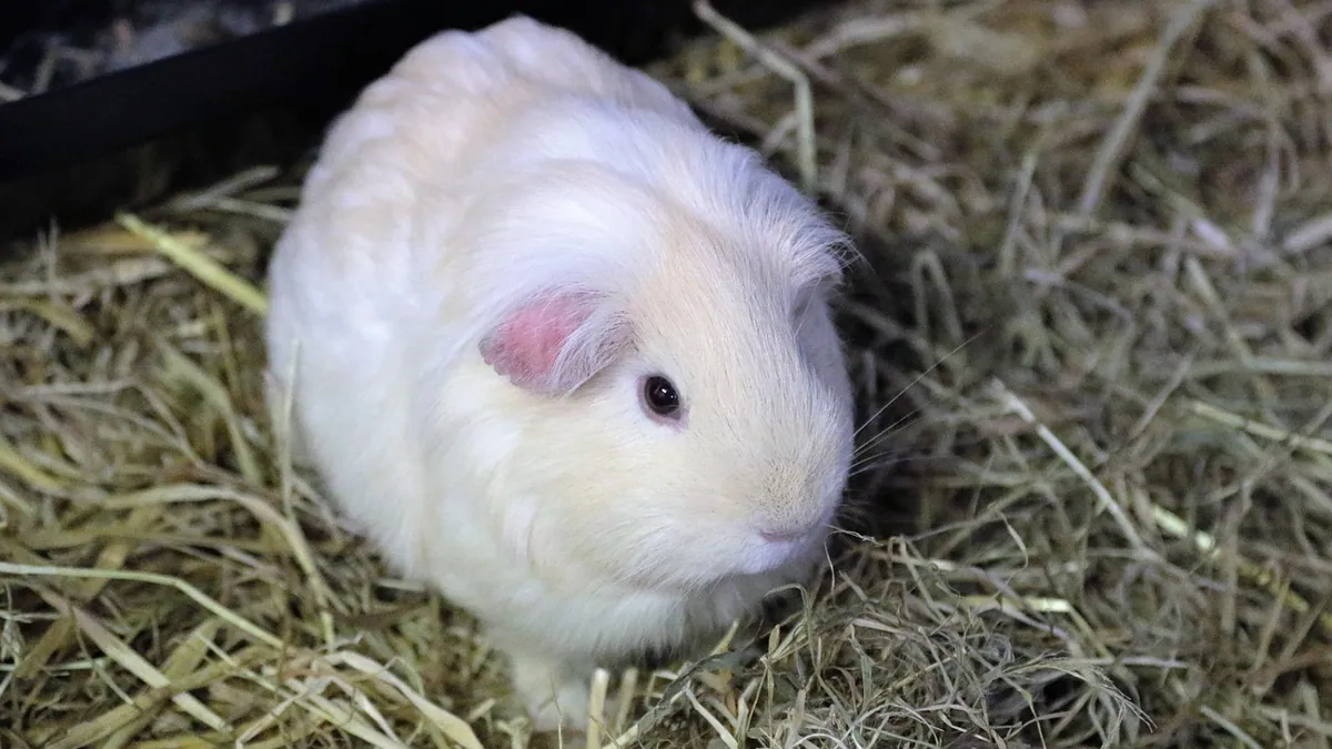 Why Is My Guinea Pig Peeing Blood?