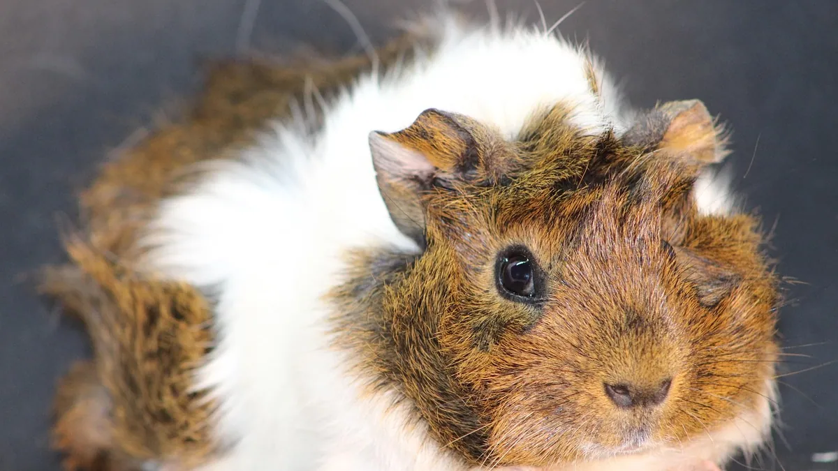 Why Does My Guinea Pig Pee on Me?