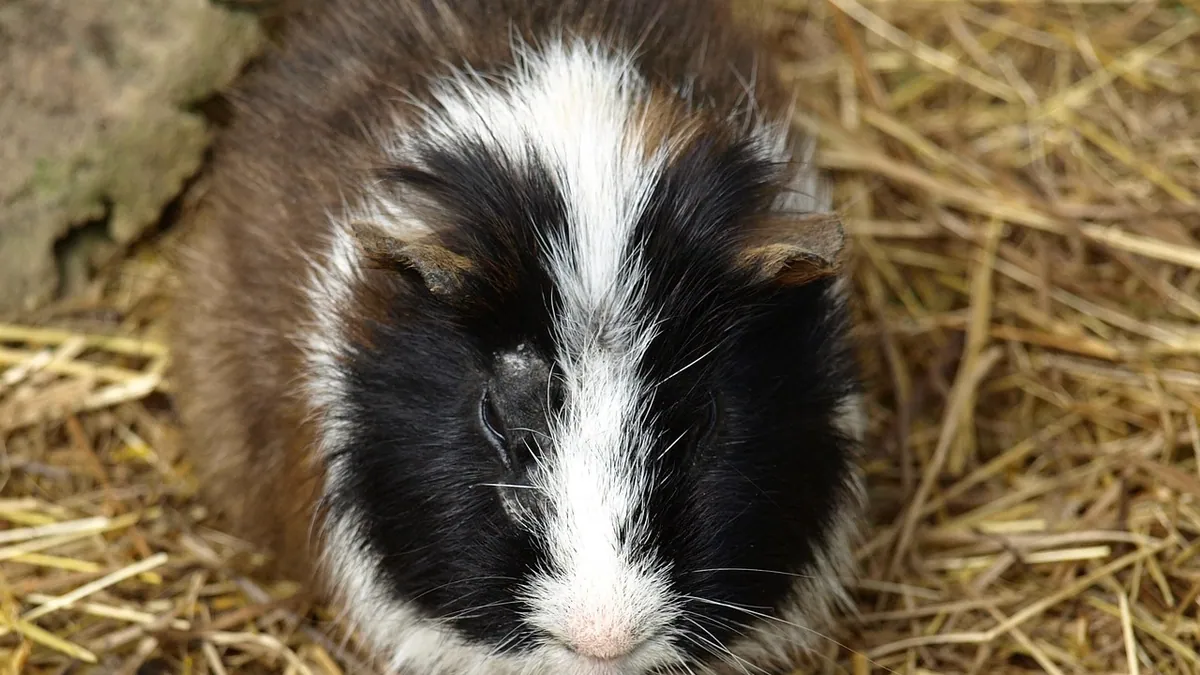 Is It Normal for Guinea Pigs to Poop and Pee a Lot?