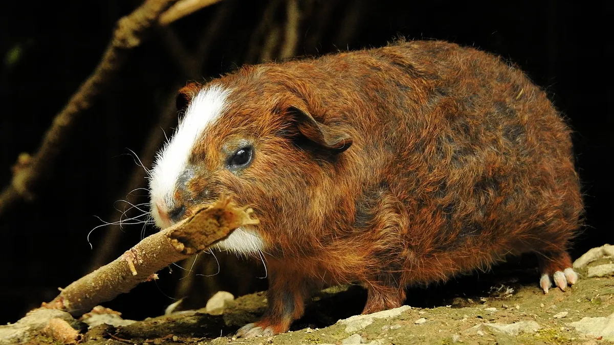 Is My Guinea Pig Pregnant or Just Fat?