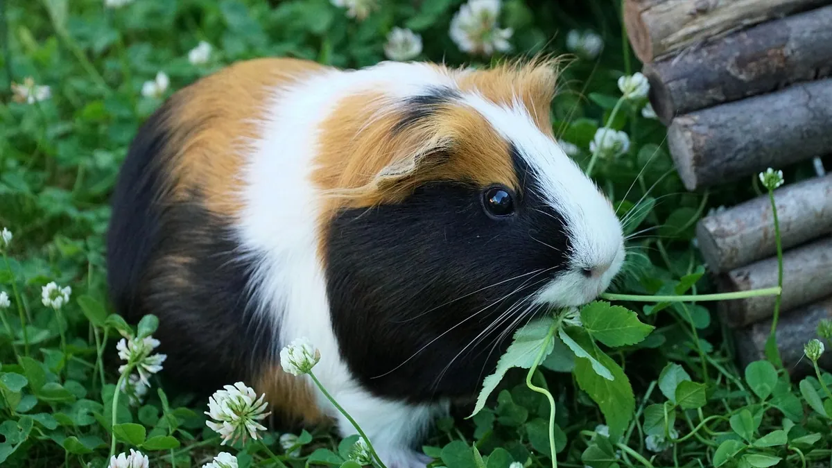 Why Is My Guinea Pig Purring? What the Sound Means