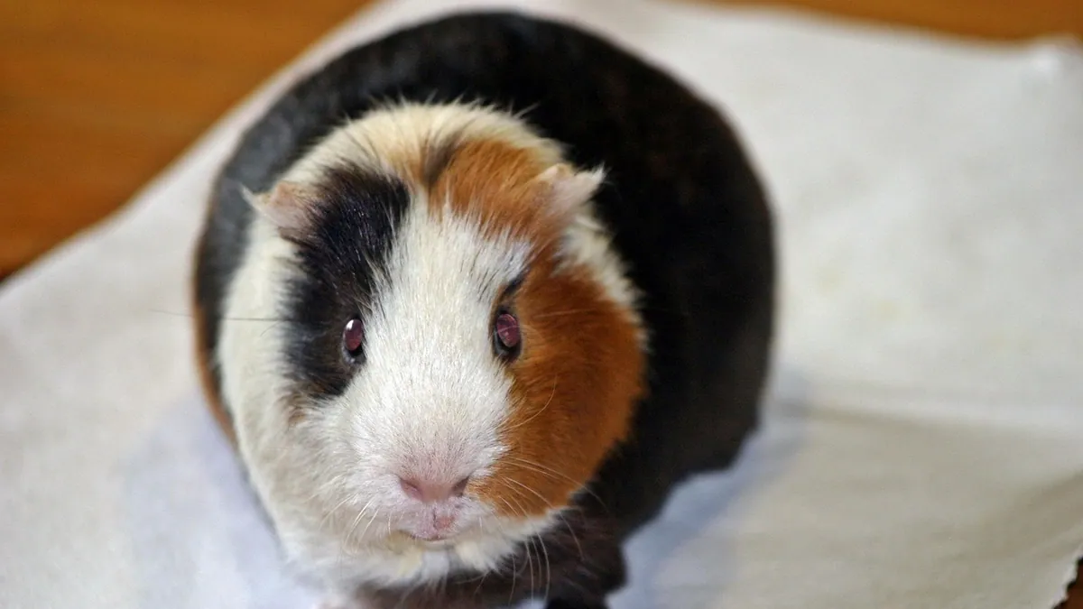 My Guinea Pig or Rabbit Ate Plastic: What to Do