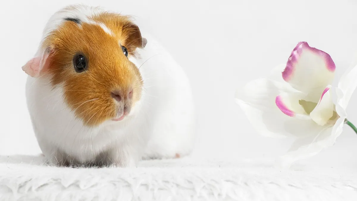 My Guinea Pig or Rabbit Died: What Should I Do?