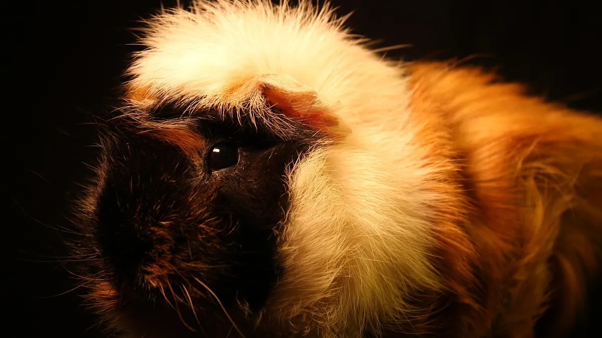 Why Is My Guinea Pig Scared of Me?