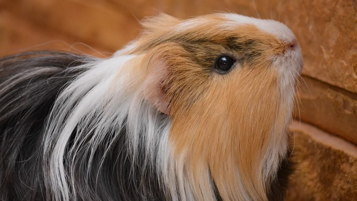 Why Is My Guinea Pig Shedding So Much?