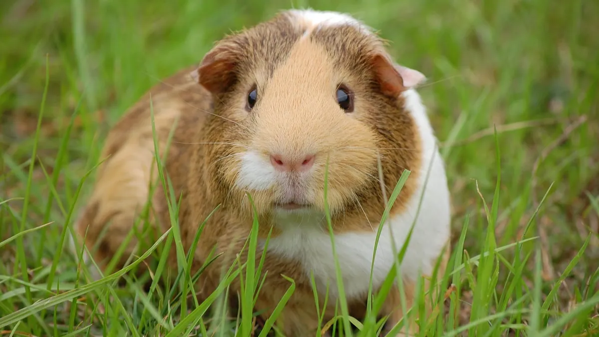 Why Is My Guinea Pig Sneezing? Normal or Illness