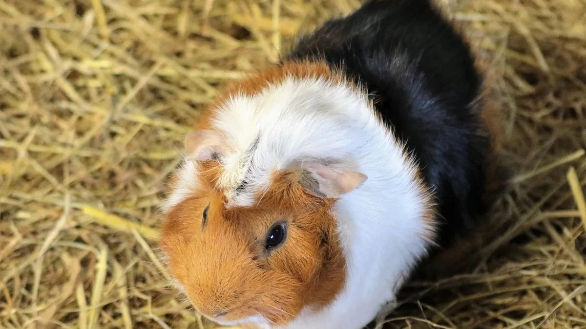 Why Does My Guinea Pig Squeak and Vibrate When Petted?
