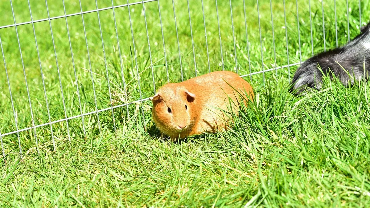 Best Guinea Pig Toys and Enrichment Ideas That Work