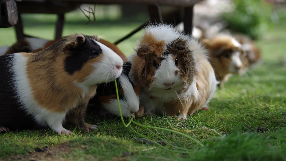 Why Is My Guinea Pig Twitching? Causes and Next Steps