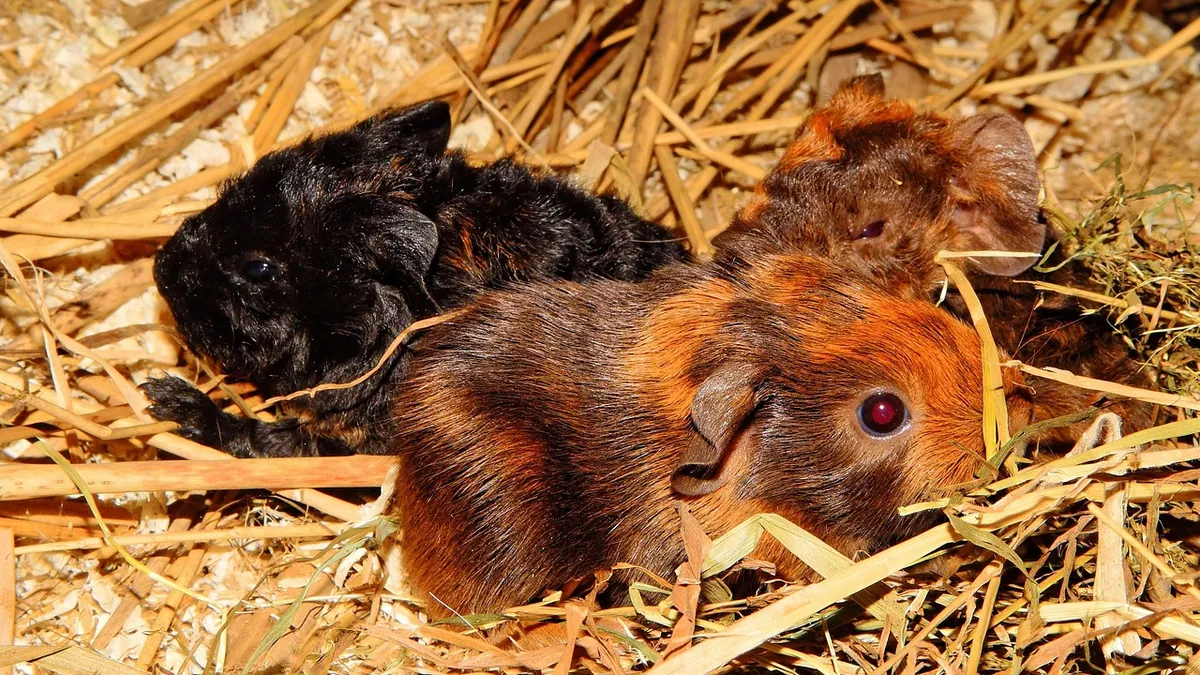 Guinea Pig Urine Problems: Smell, Blood, and Not Peeing