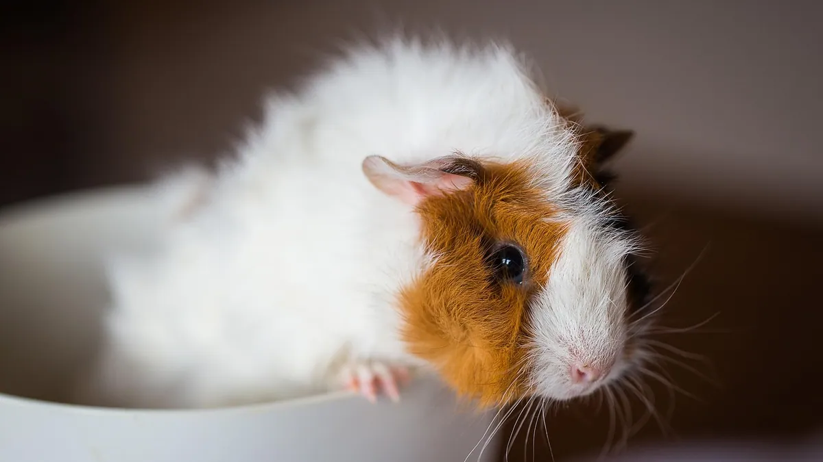 Guinea Pig UTI: Symptoms and Treatment