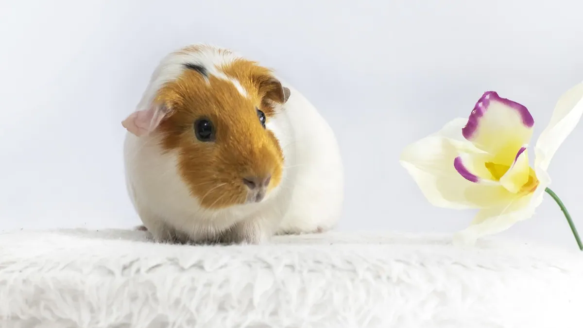 Do Guinea Pigs Need to Go to the Vet? Visit Schedule