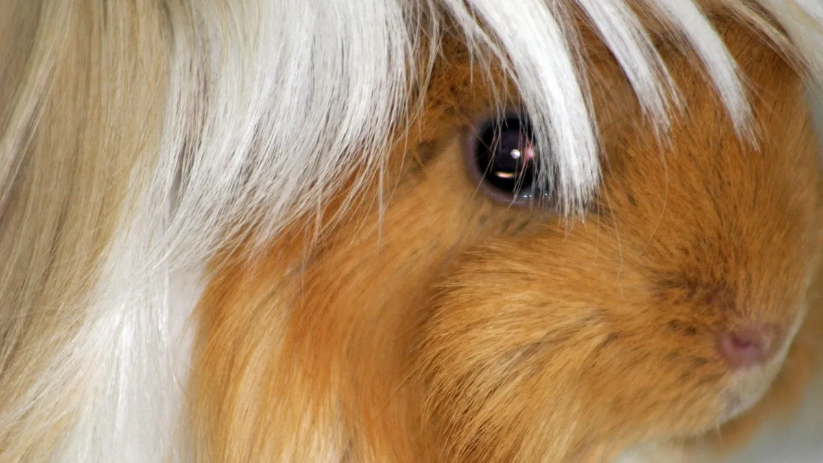 Why Is My Guinea Pig Wheezing? Breathing Warning Signs