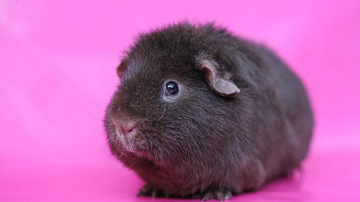 Guinea Pig X-Rays: What They Show and What to Expect
