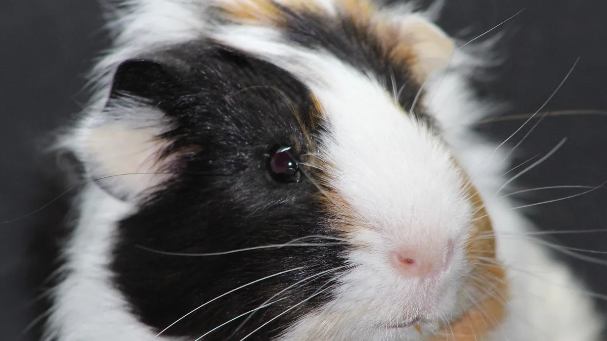 Why Do Guinea Pigs Yawn? Normal Behavior or a Warning Sign