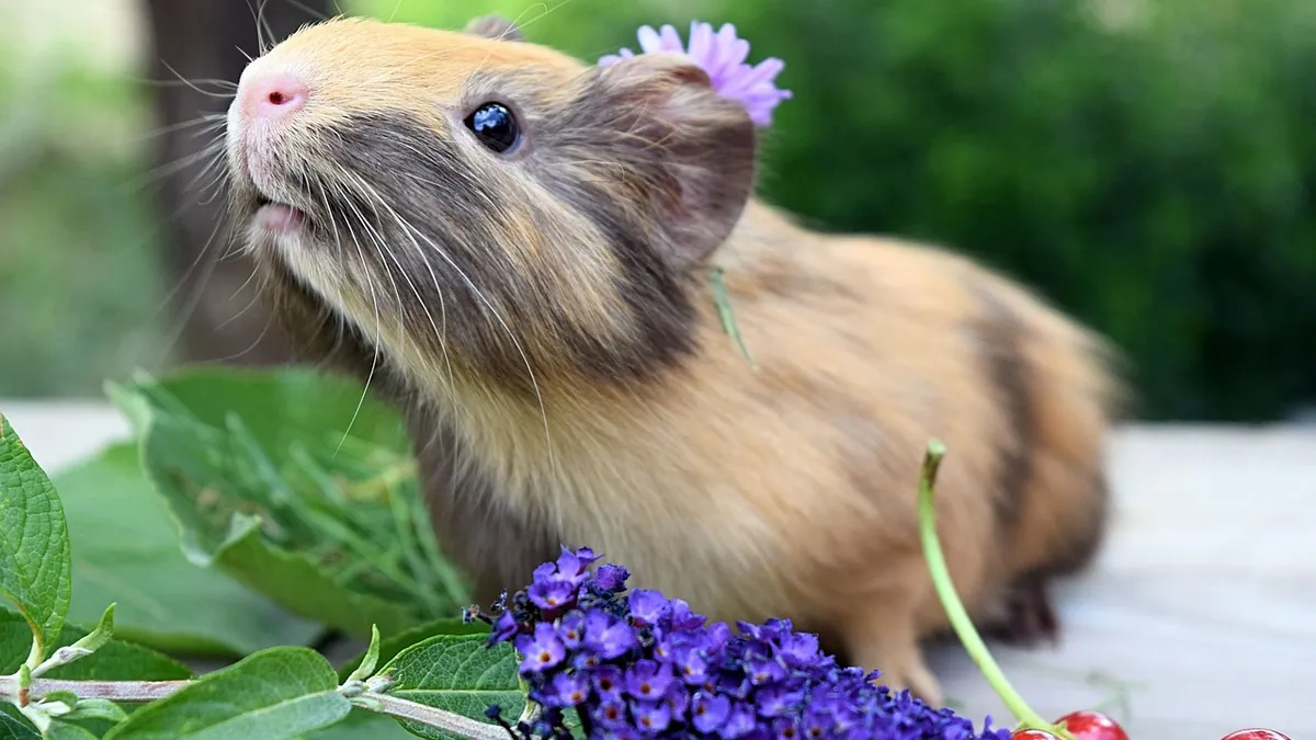 Guinea Pig Zoomies: Why They Happen and What They Mean