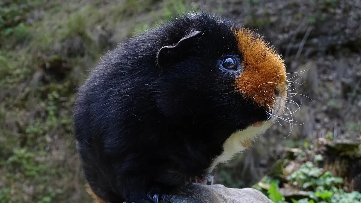 Can Guinea Pigs Eat Carrots and Other Root Vegetables?
