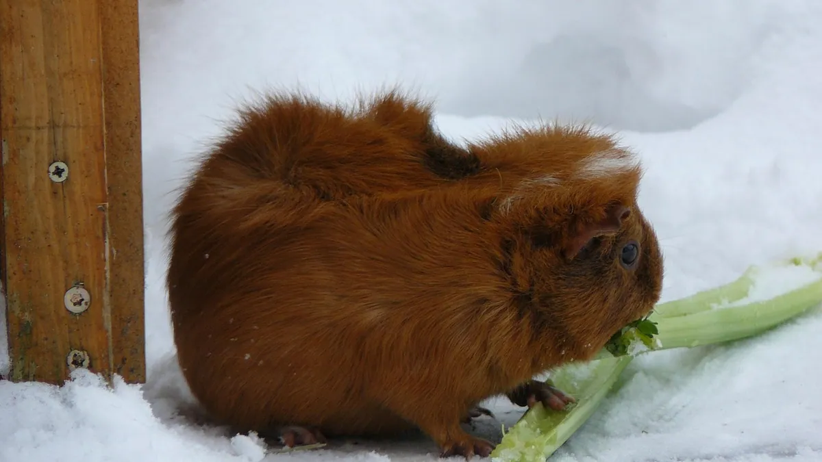 Can Guinea Pigs Eat Cauliflower, Celery and Broccoli Leaves?