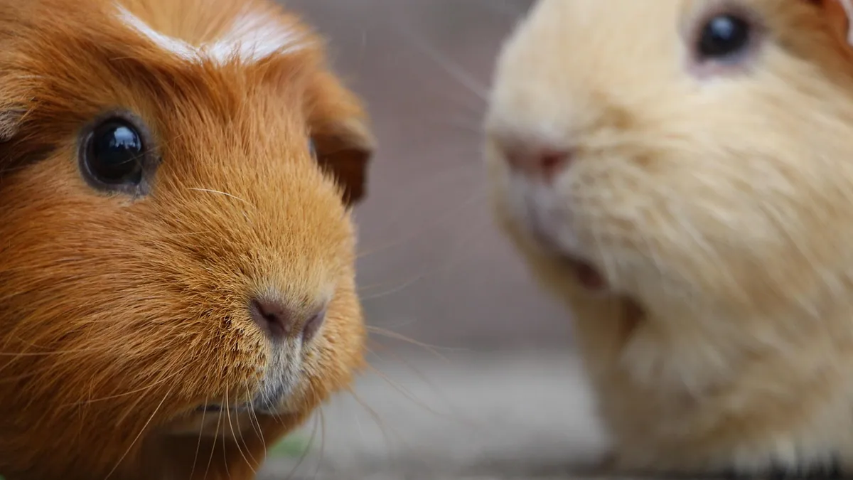 Is It Normal for Guinea Pigs to Fight? When to Step In