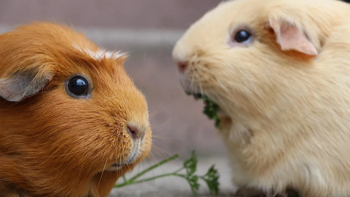 Can Guinea Pigs Eat Basil, Parsley, and Herbs?