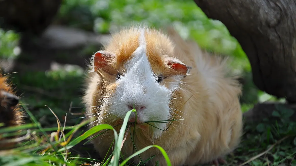 Can Guinea Pigs and Rabbits Eat Romaine Lettuce Hearts?