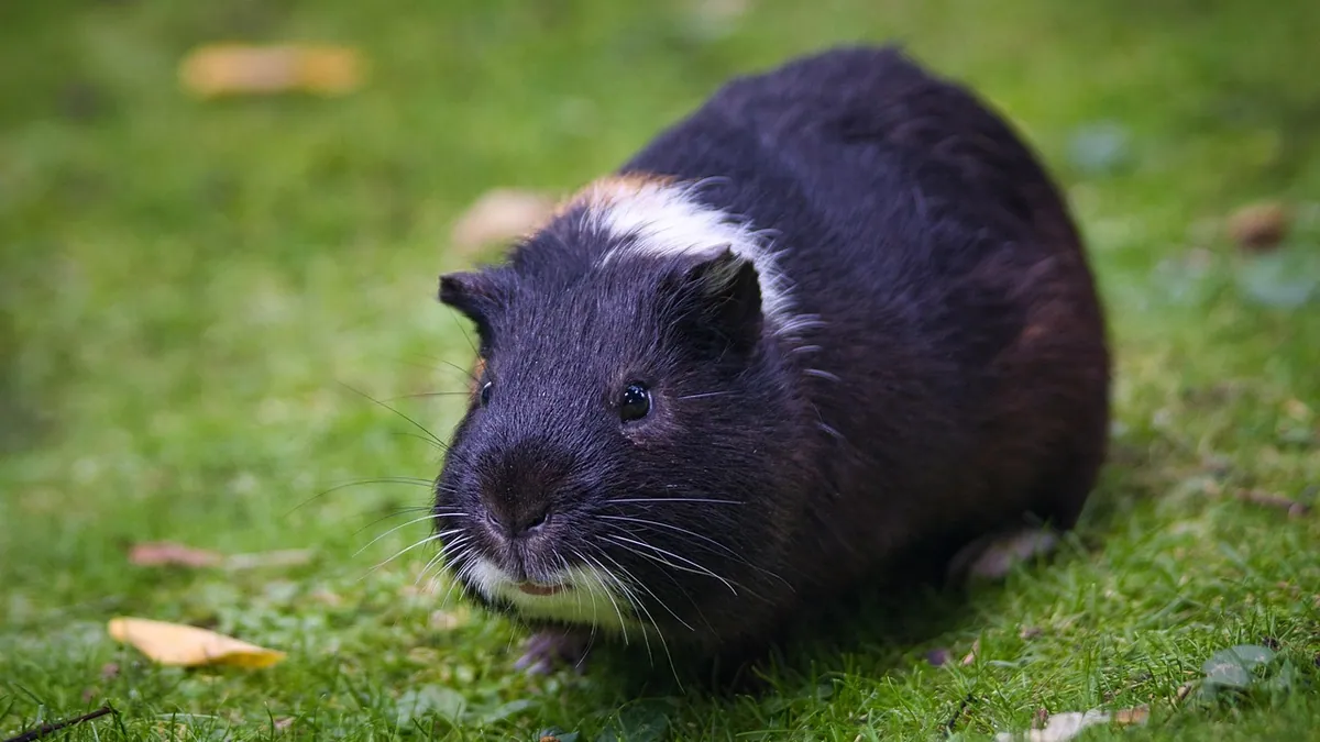 Can Guinea Pigs and Rabbits Eat Sprouts?