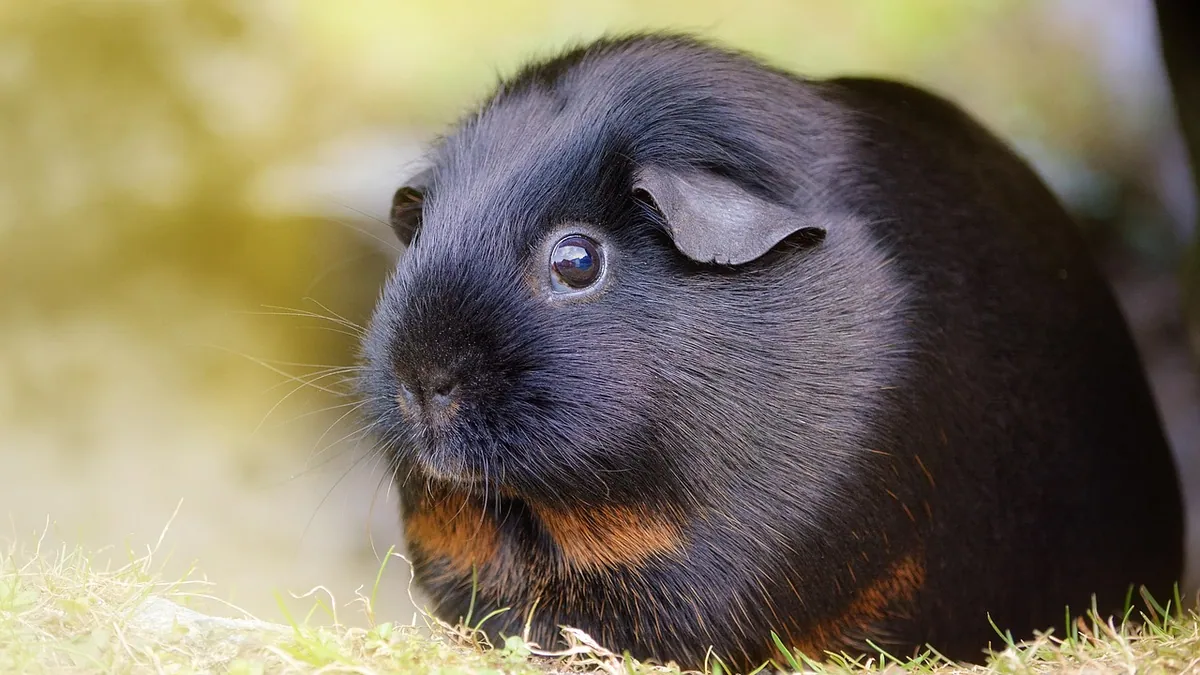Do Guinea Pigs Sleep With Their Eyes Open?