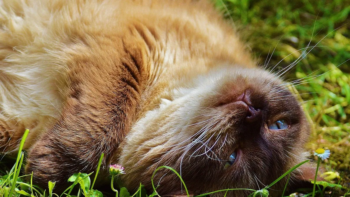 Why Is There Hair in My Cat's Poop? Causes and What to Do