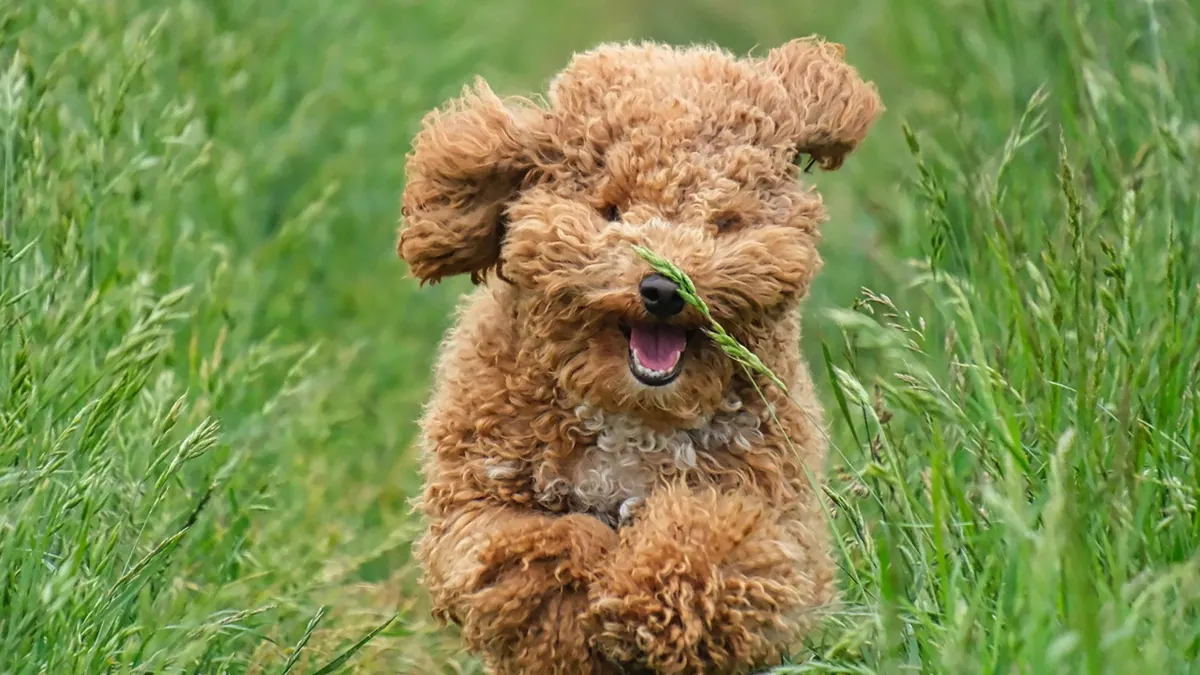 Hair in Dog Poop: What It Means and When to Worry