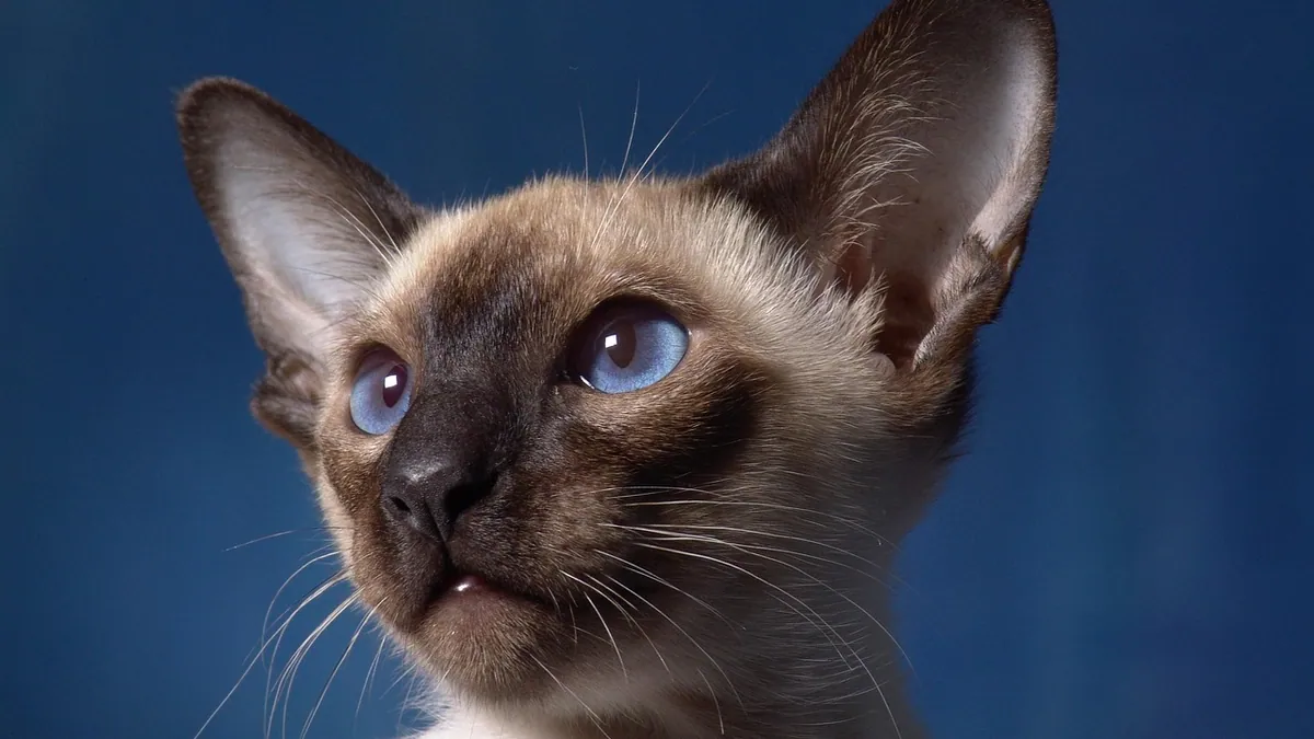 Hair Loss Above Eyes in Cats: Causes and Solutions