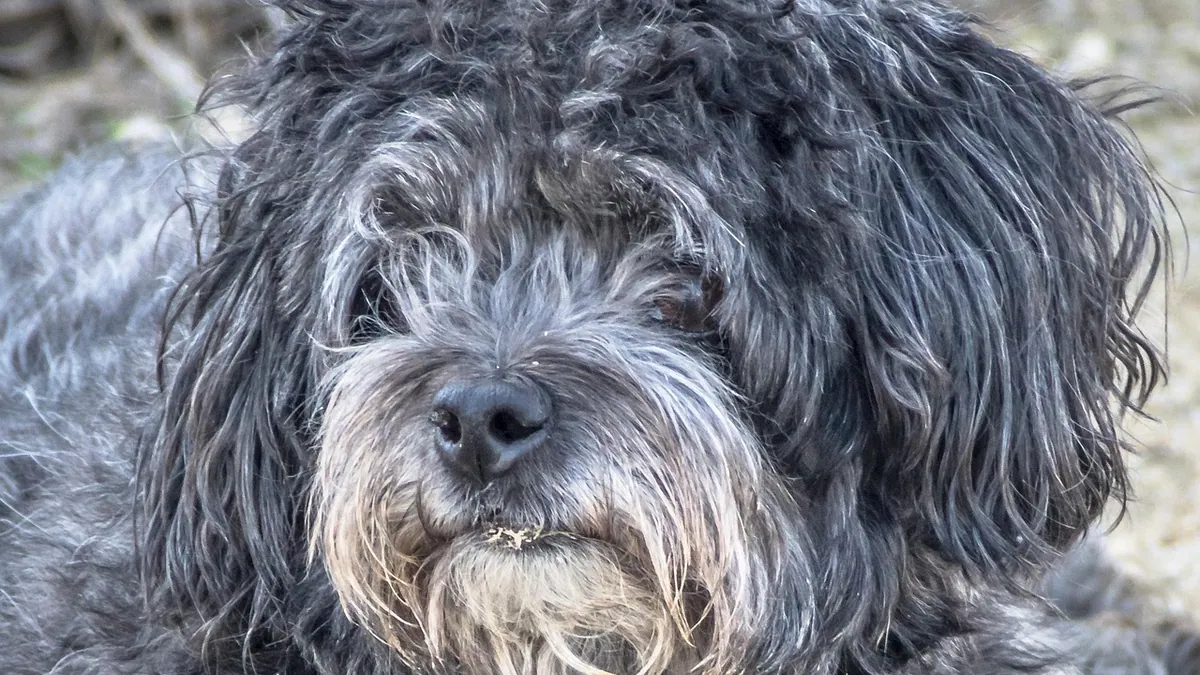 Hairballs in Dogs: Symptoms, Causes, and What to Do
