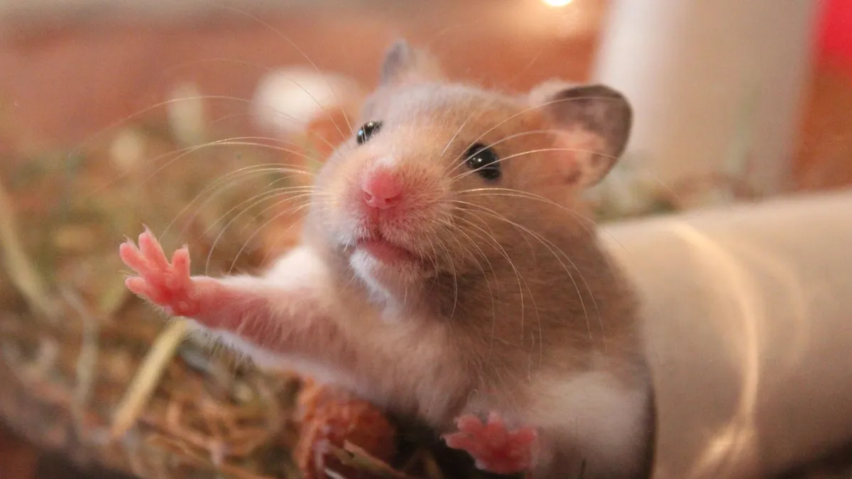 Why Is My Hamster Biting or Chewing Its Cage?